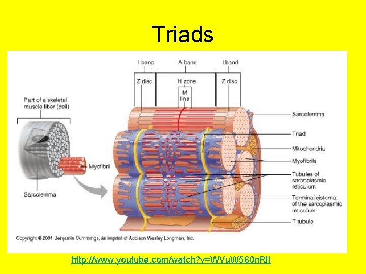 Triads http: //www. youtube. com/watch? v=WVu. W 560 n. RII 