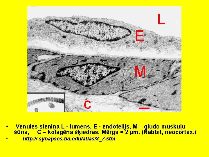  • • Venules sieniņa L - lumens, E - endotelijs, M – gludo