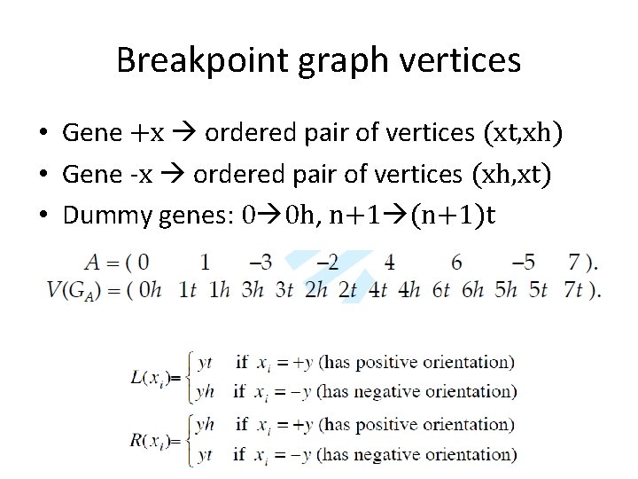 Breakpoint graph vertices • Gene +x ordered pair of vertices (xt, xh) • Gene