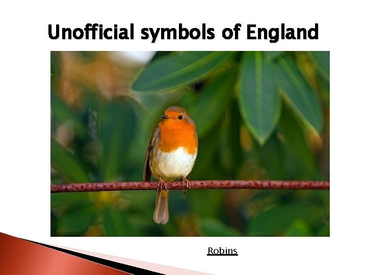 Unofficial symbols of England Robins 