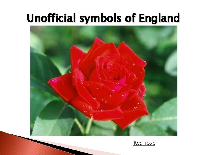 Unofficial symbols of England Red rose 