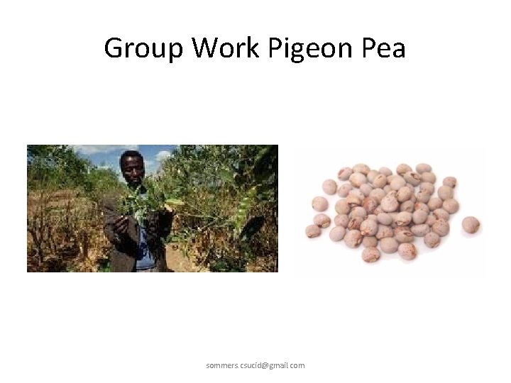 Group Work Pigeon Pea sommers. csucid@gmail. com 