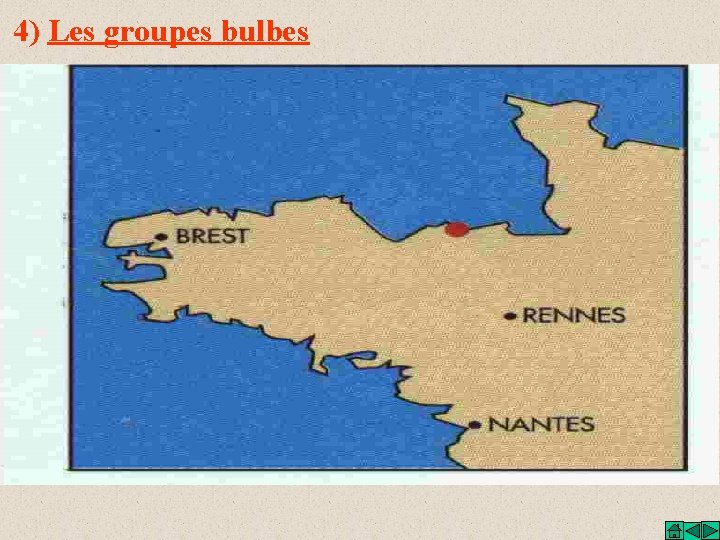 4) Les groupes bulbes 