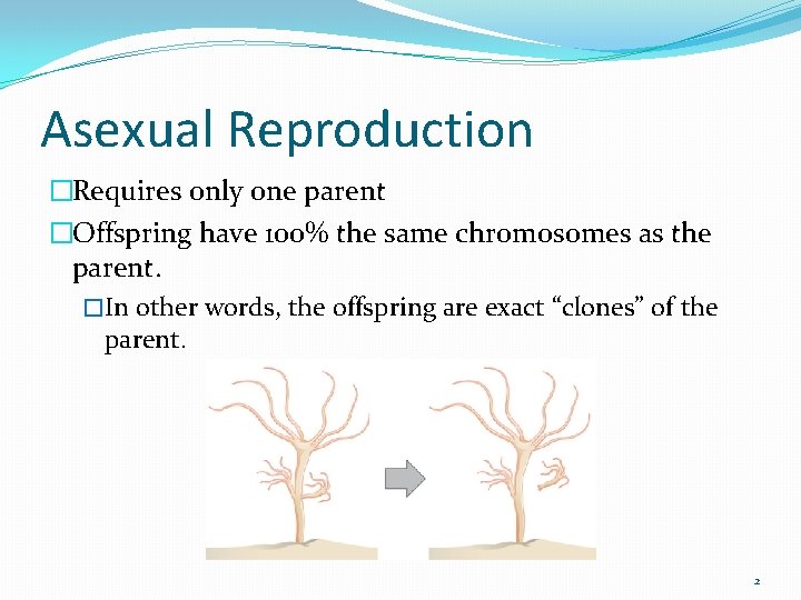 Asexual Reproduction �Requires only one parent �Offspring have 100% the same chromosomes as the