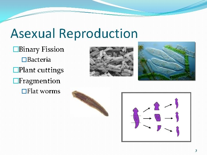 Asexual Reproduction �Binary Fission �Bacteria �Plant cuttings �Fragmention �Flat worms 3 