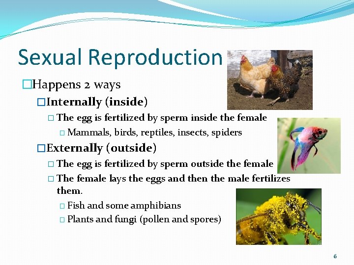 Sexual Reproduction �Happens 2 ways �Internally (inside) � The egg is fertilized by sperm