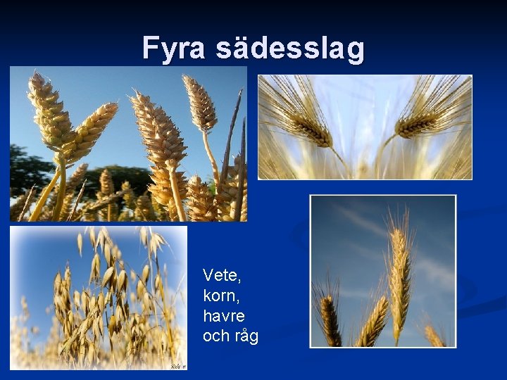 Fyra sädesslag Vete, korn, havre och råg 
