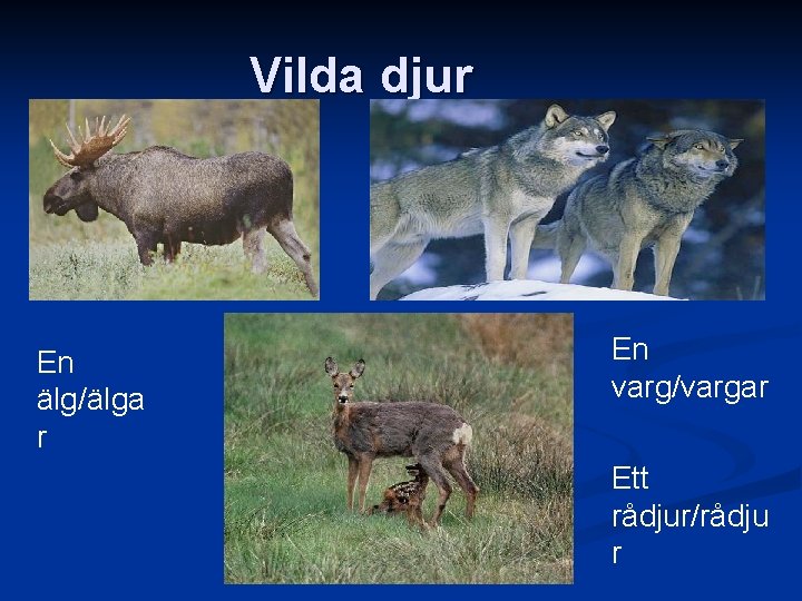 Vilda djur En älg/älga r En varg/vargar Ett rådjur/rådju r 