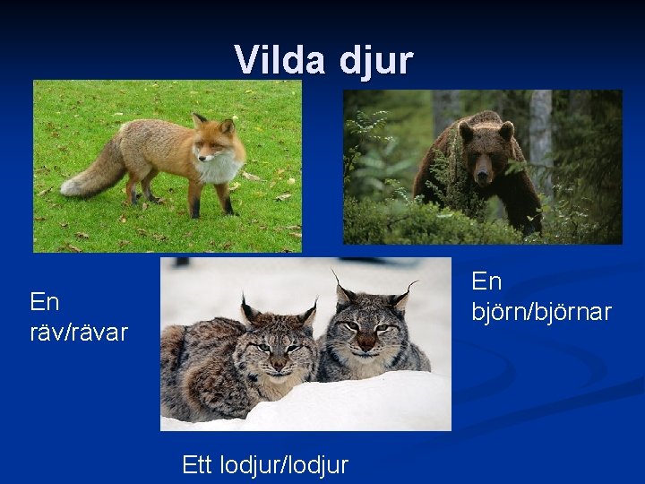 Vilda djur En björn/björnar En räv/rävar Ett lodjur/lodjur 