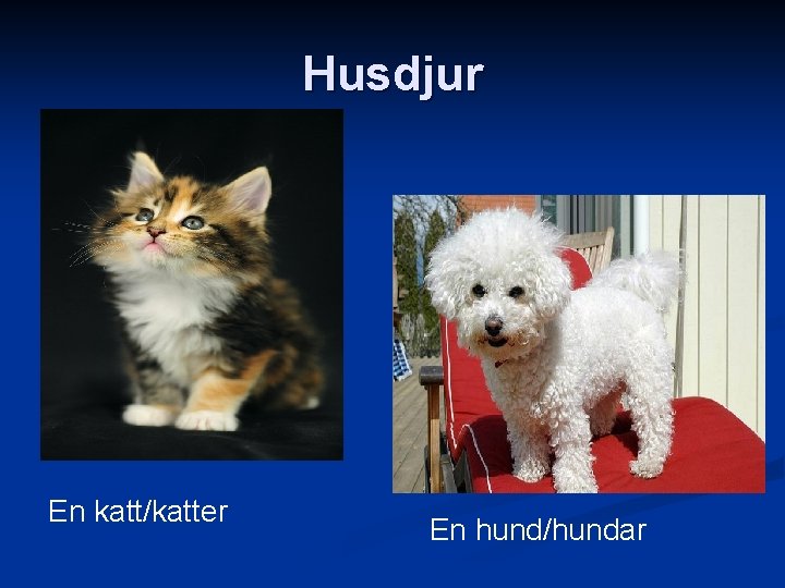 Husdjur En katt/katter En hund/hundar 
