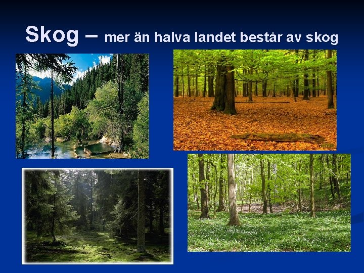Skog – mer än halva landet består av skog 