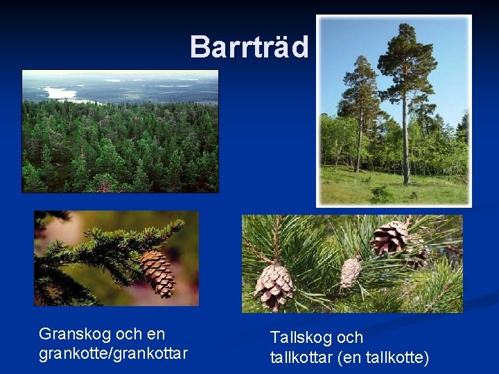 Barrträd Granskog och en grankotte/grankottar Tallskog och tallkottar (en tallkotte) 