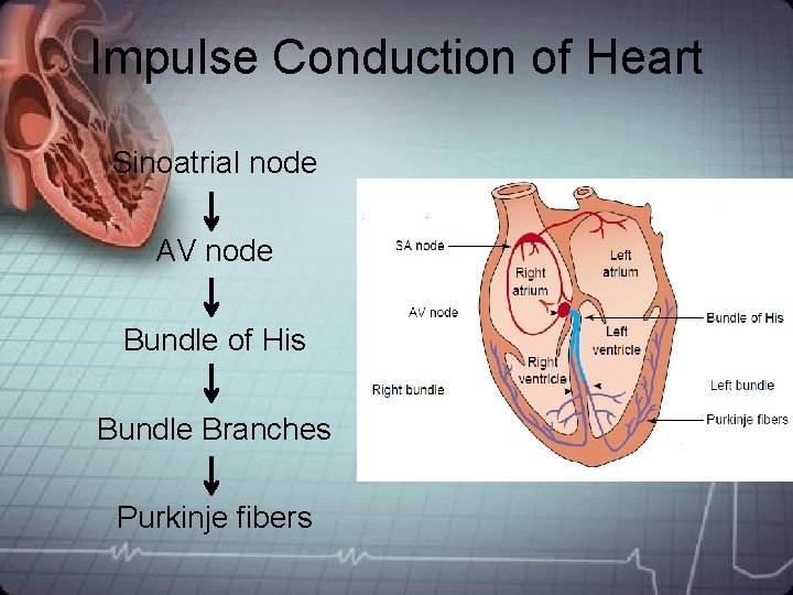 Impulse Conduction of Heart Sinoatrial node AV node Bundle of His Bundle Branches Purkinje Impulse Conduction of Heart Sinoatrial node AV node Bundle of His Bundle Branches Purkinje