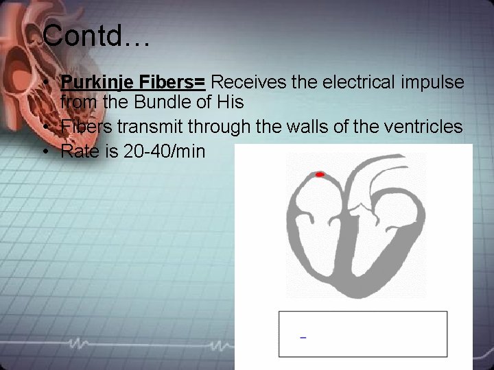 Contd… • Purkinje Fibers= Receives the electrical impulse from the Bundle of His • Contd… • Purkinje Fibers= Receives the electrical impulse from the Bundle of His •
