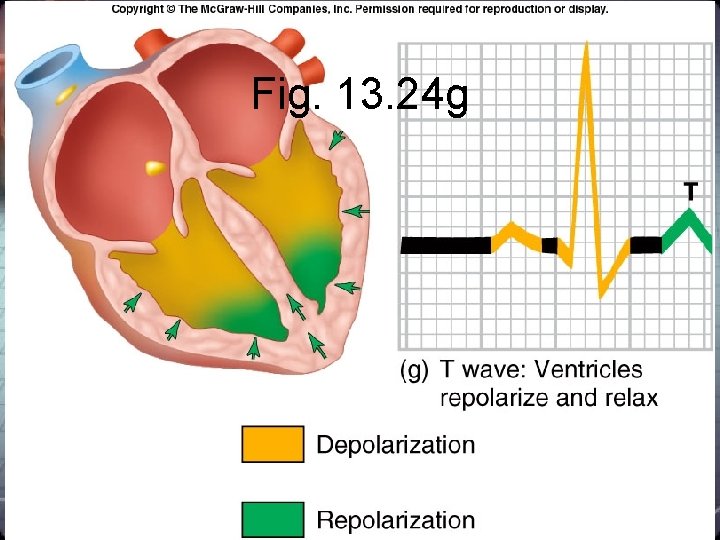 Fig. 13. 24 g Fig. 13. 24 g