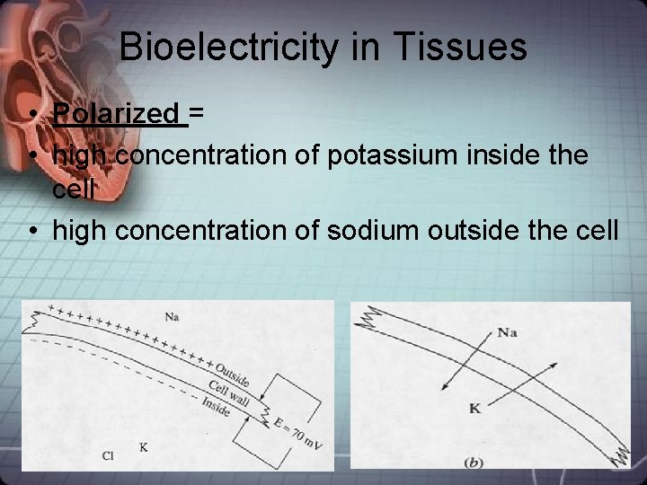 Bioelectricity in Tissues • Polarized = • high concentration of potassium inside the cell Bioelectricity in Tissues • Polarized = • high concentration of potassium inside the cell