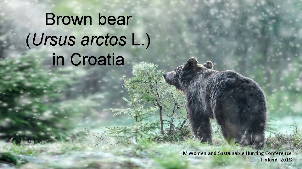 Brown bear (Ursus arctos L. ) in Croatia IV Women and Sustainable Hunting Conference