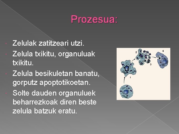 Prozesua: Zelulak zatitzeari utzi. Zelula txikitu, organuluak txikitu. Zelula besikuletan banatu, gorputz apoptotikoetan. Solte