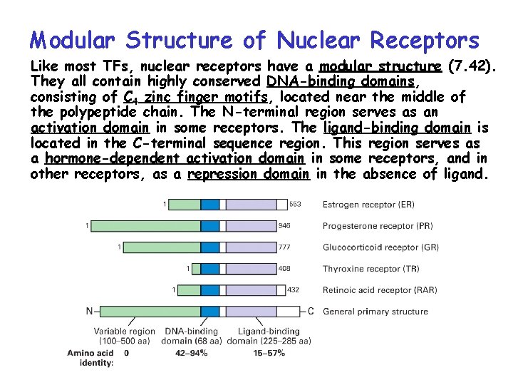 Modular Structure of Nuclear Receptors Like most TFs, nuclear receptors have a modular structure Modular Structure of Nuclear Receptors Like most TFs, nuclear receptors have a modular structure