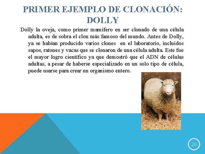 PRIMER EJEMPLO DE CLONACIÓN: DOLLY Dolly la oveja, como primer mamífero en ser clonado