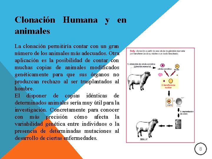 Clonación Humana y en animales La clonación permitiría contar con un gran número de