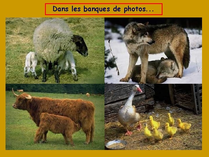 Dans les banques de photos. . . 