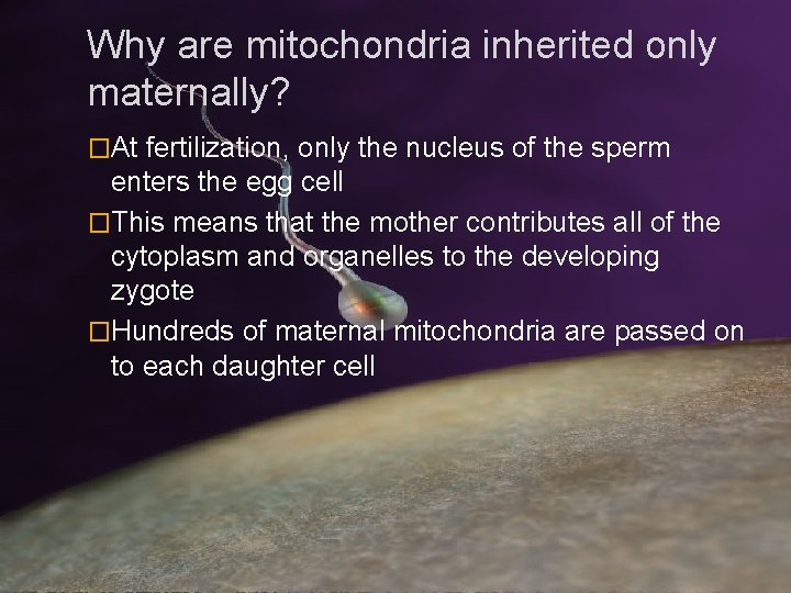 Why are mitochondria inherited only maternally? �At fertilization, only the nucleus of the sperm Why are mitochondria inherited only maternally? �At fertilization, only the nucleus of the sperm