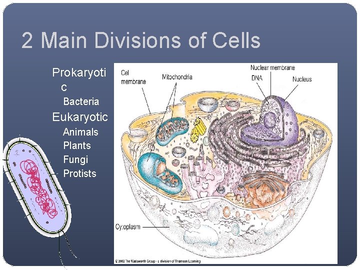 2 Main Divisions of Cells Prokaryoti c Bacteria Eukaryotic Animals Plants Fungi Protists 2 Main Divisions of Cells Prokaryoti c Bacteria Eukaryotic Animals Plants Fungi Protists