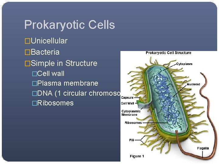 Prokaryotic Cells �Unicellular �Bacteria �Simple in Structure �Cell wall �Plasma membrane �DNA (1 circular Prokaryotic Cells �Unicellular �Bacteria �Simple in Structure �Cell wall �Plasma membrane �DNA (1 circular