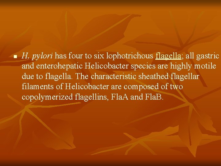 n H. pylori has four to six lophotrichous flagella; all gastric and enterohepatic Helicobacter