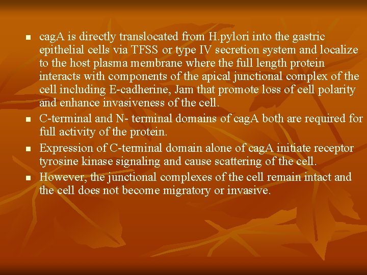 n n cag. A is directly translocated from H. pylori into the gastric epithelial