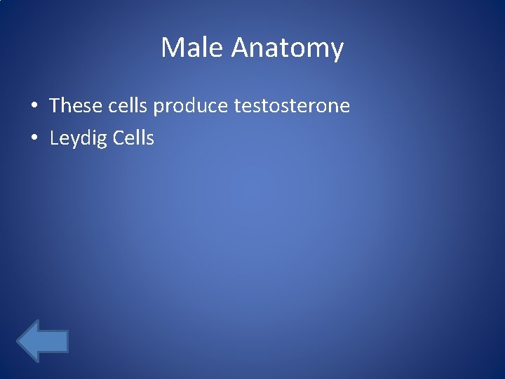 Male Anatomy • These cells produce testosterone • Leydig Cells 