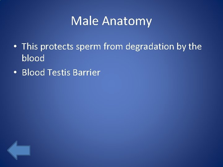 Male Anatomy • This protects sperm from degradation by the blood • Blood Testis