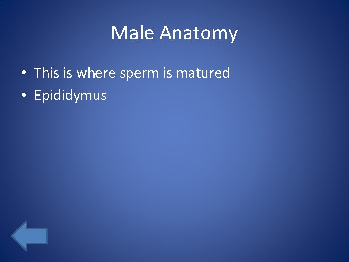 Male Anatomy • This is where sperm is matured • Epididymus 