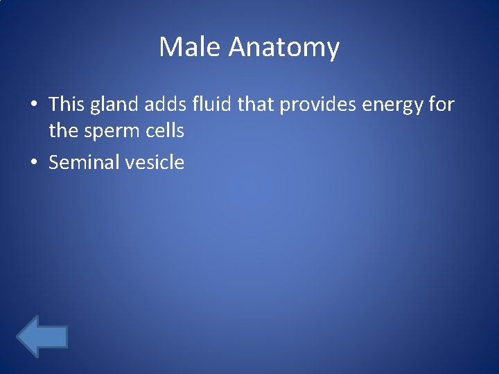 Male Anatomy • This gland adds fluid that provides energy for the sperm cells