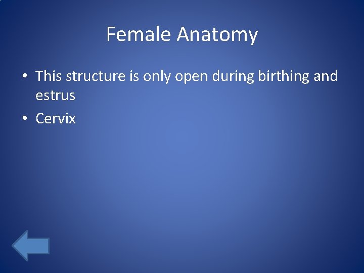 Female Anatomy • This structure is only open during birthing and estrus • Cervix