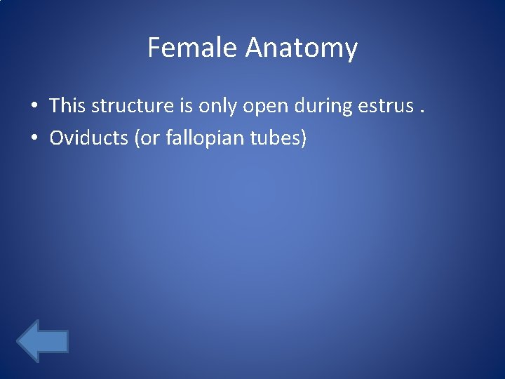 Female Anatomy • This structure is only open during estrus. • Oviducts (or fallopian