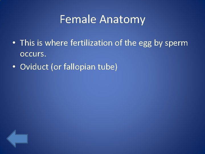 Female Anatomy • This is where fertilization of the egg by sperm occurs. •