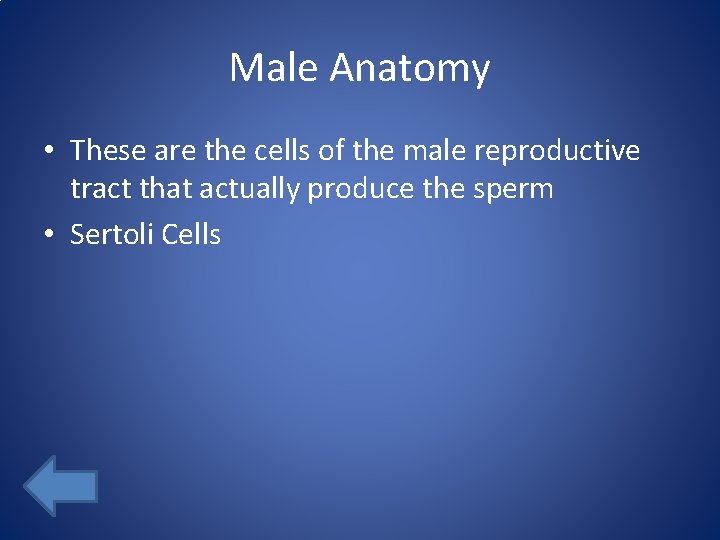 Male Anatomy • These are the cells of the male reproductive tract that actually