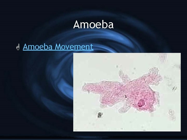 Amoeba G Amoeba Movement 