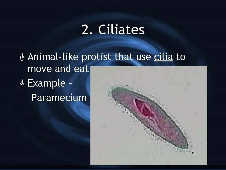 2. Ciliates G Animal-like protist that use cilia to move and eat G Example