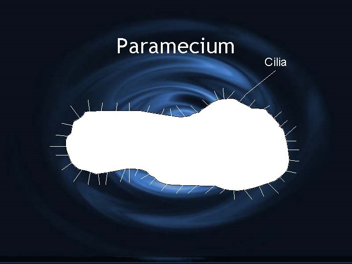 Paramecium Cilia 