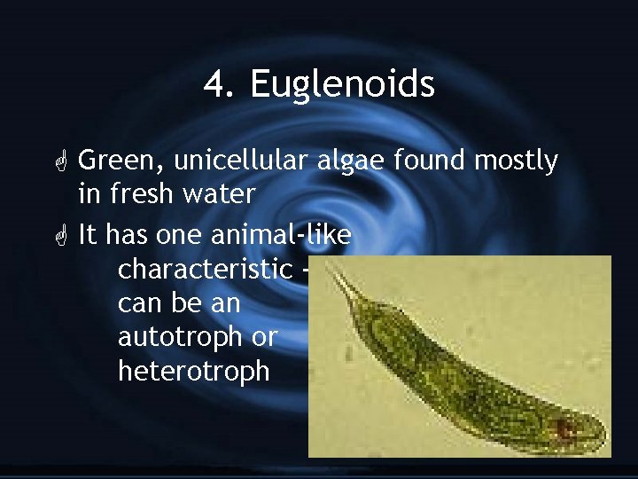 4. Euglenoids G Green, unicellular algae found mostly in fresh water G It has