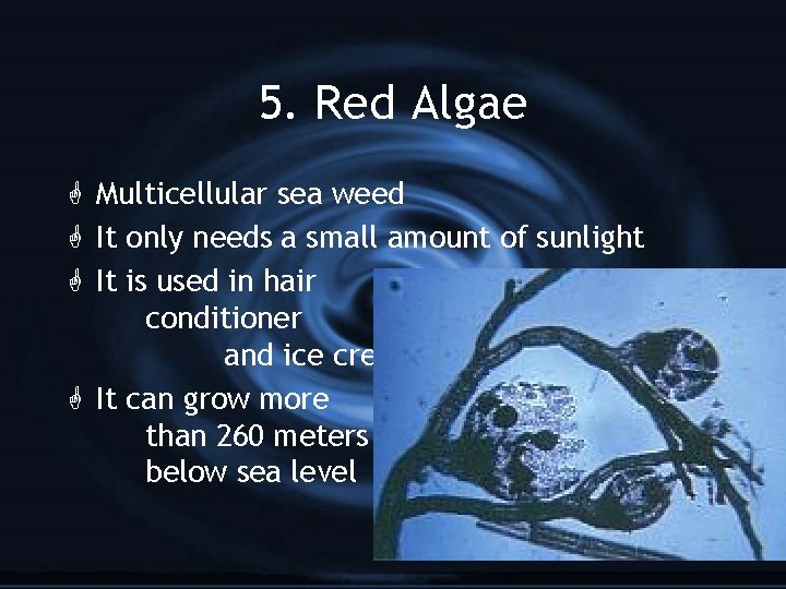 5. Red Algae G Multicellular sea weed G It only needs a small amount
