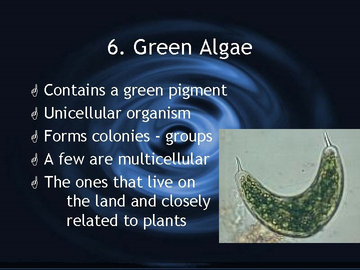 6. Green Algae G G G Contains a green pigment Unicellular organism Forms colonies