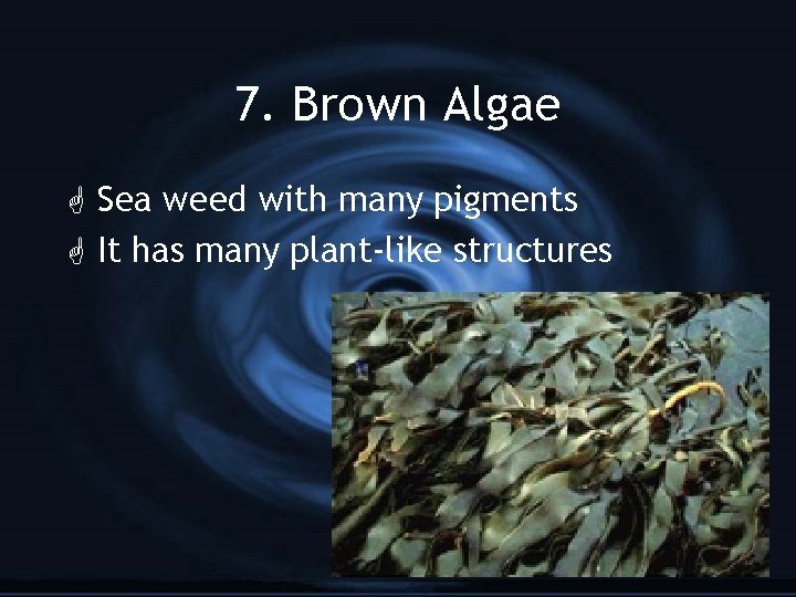 7. Brown Algae G Sea weed with many pigments G It has many plant-like