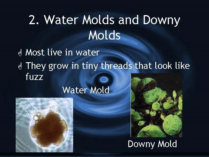 2. Water Molds and Downy Molds G Most live in water G They grow