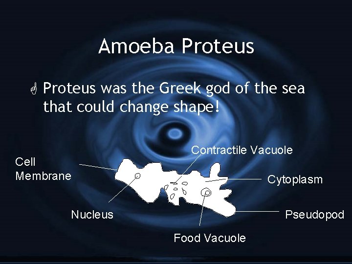Amoeba Proteus G Proteus was the Greek god of the sea that could change