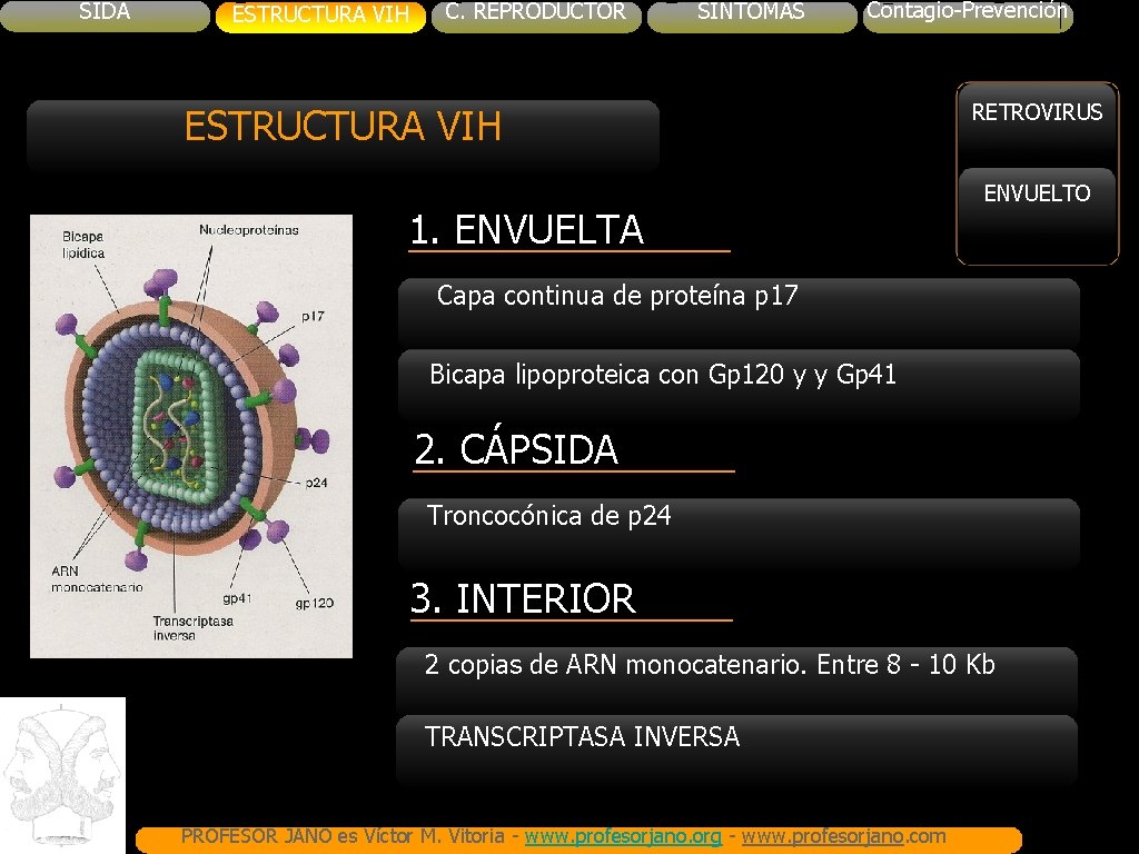 SIDA ESTRUCTURA VIH C. REPRODUCTOR SINTOMAS Contagio-Prevención ESTRUCTURA VIH 1. ENVUELTA RETROVIRUS ENVUELTO Capa