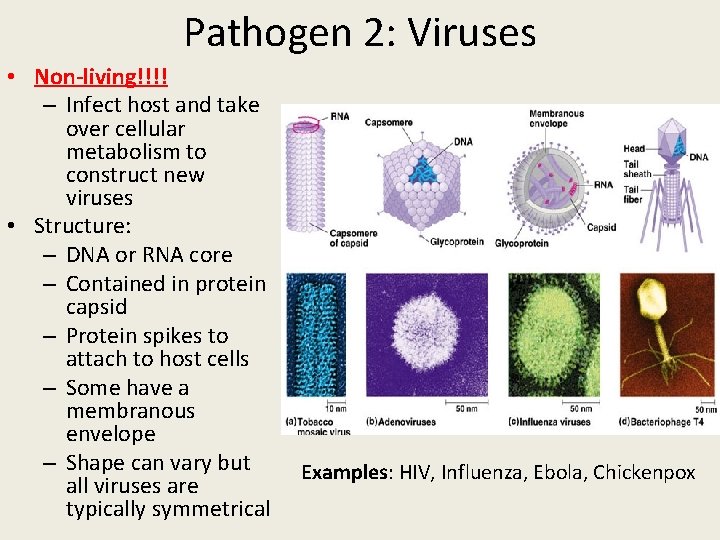 Pathogen 2: Viruses • Non-living!!!! – Infect host and take over cellular metabolism to
